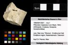 Foto (Objekt + Etiketten) von Pithonoton marginatum (von Meyer, 1842) 